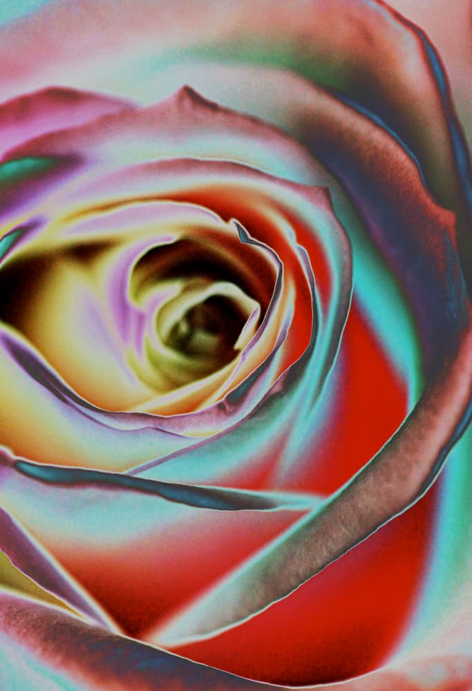 Colorful Rose Swirl by Andre Koenig — canvas wall art