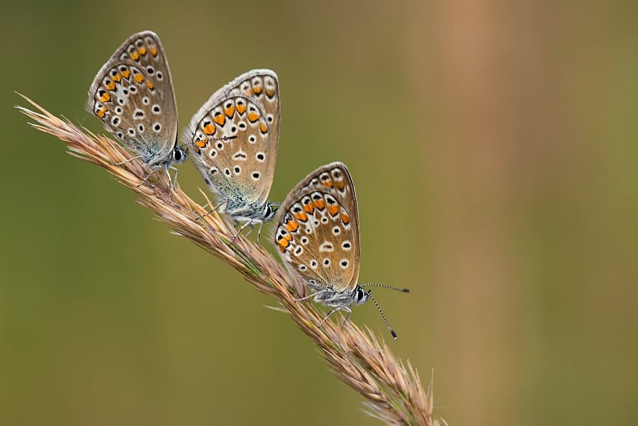 Three Delicate Butterflies by Rostislav Kralik — canvas wall art
