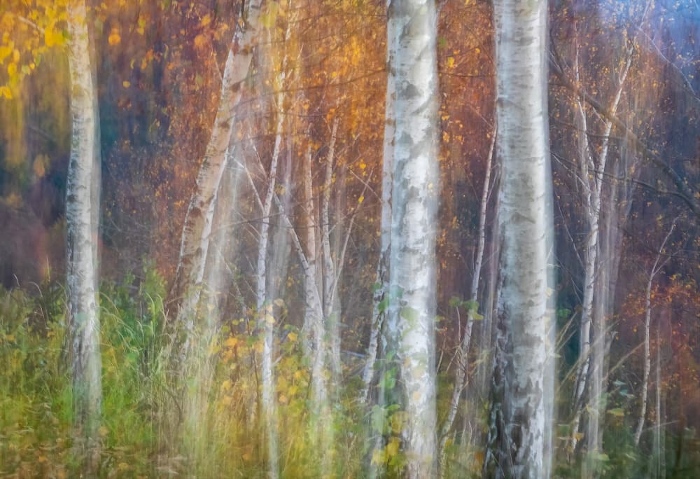 Golden Birch Woods by Ales Komovec — canvas wall art