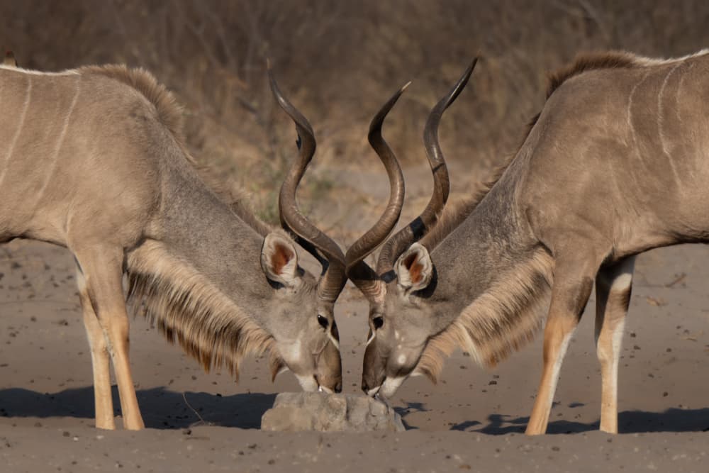 Safari Kudu Pair by Etienne Steenkamp — canvas wall art