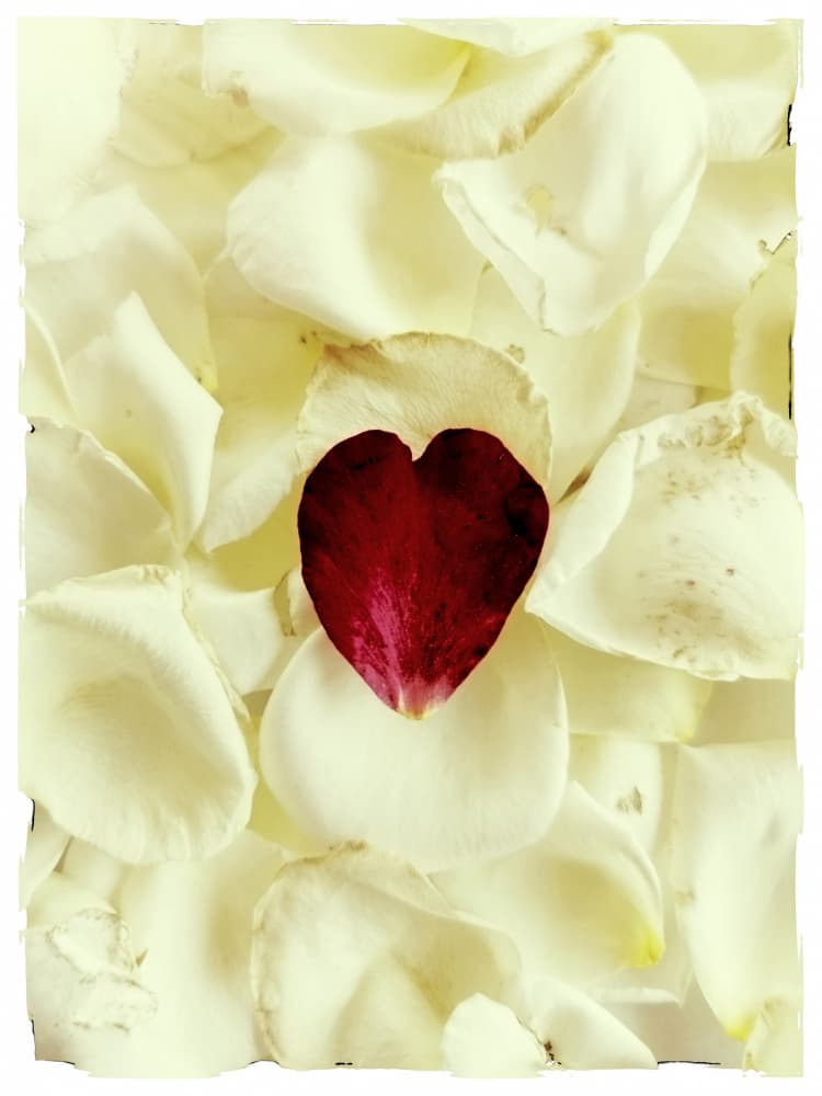 Delicate Rose Heart by Angelo Cerantola — canvas wall art