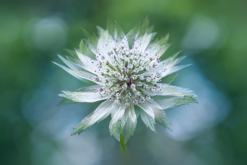 Delicate White Bloom by Jacky Parker — canvas wall art