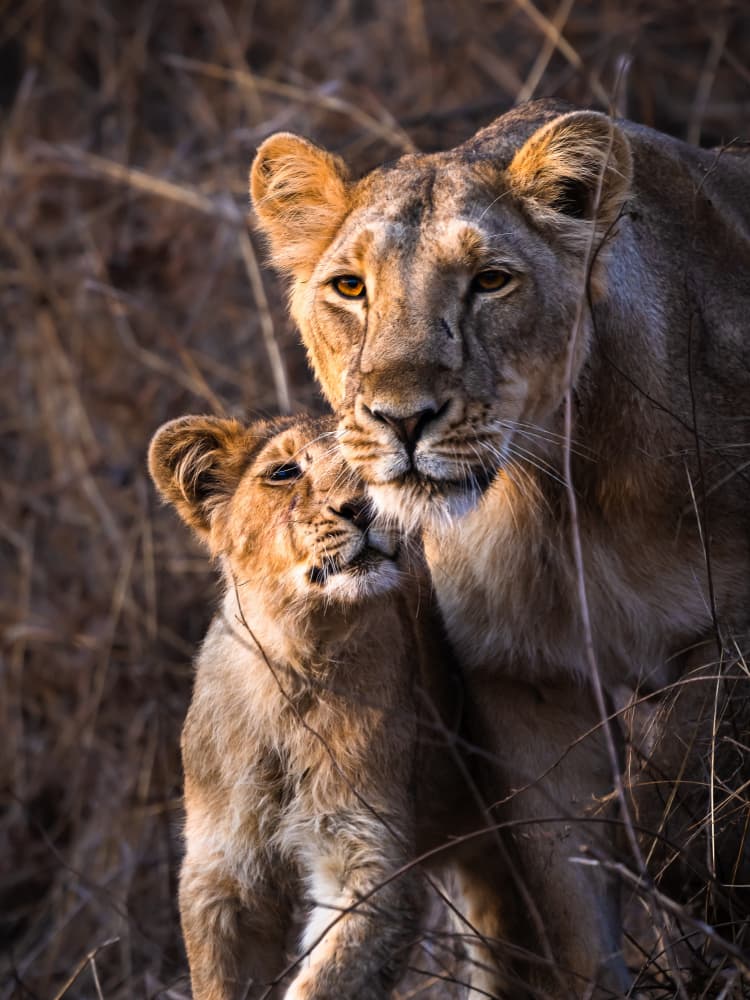 Tender Lioness Cub by Kanchan Singodia — canvas wall art