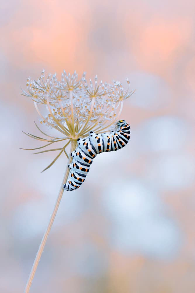 Striped Caterpillar on Bloom by Daan de Vos — canvas wall art