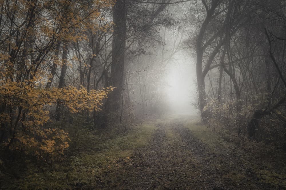 Misty Forest Path by Norbert Maier — canvas wall art