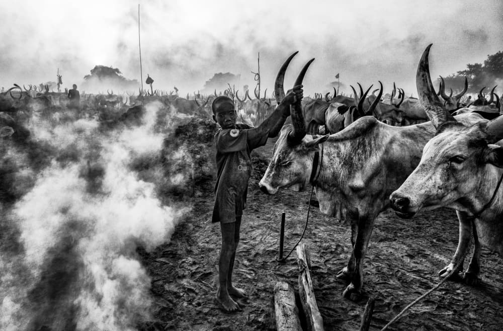 Young Herder And Oxen by Joxe Inazio Kuesta Garmendia — canvas wall art