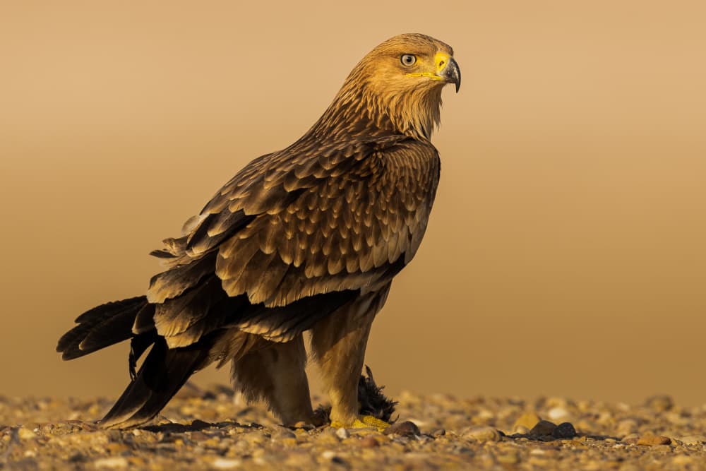 Majestic Desert Eagle by Ahmed Sobhi — canvas wall art