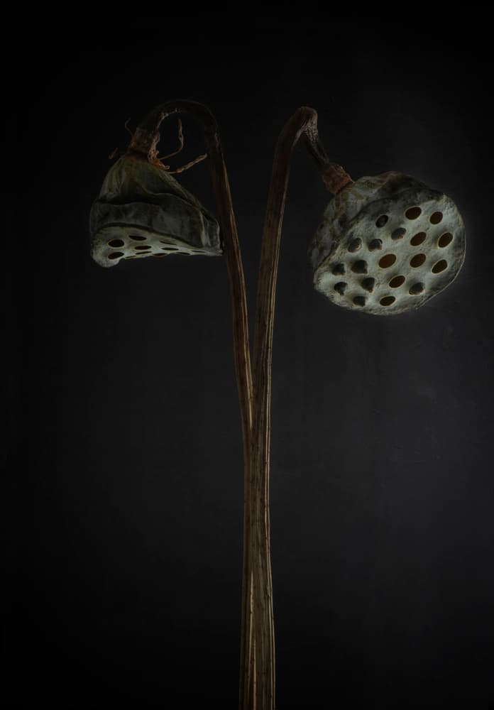 Quiet Lotus Pods by Lotte Grønkjær — canvas wall art