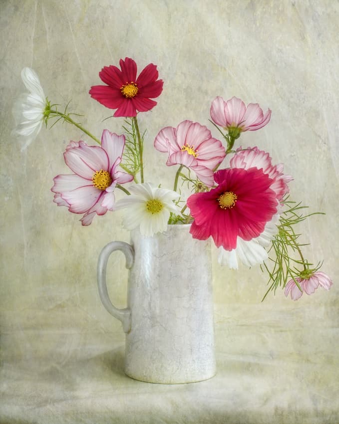 Cosmos carnival by Mandy Disher — canvas wall art