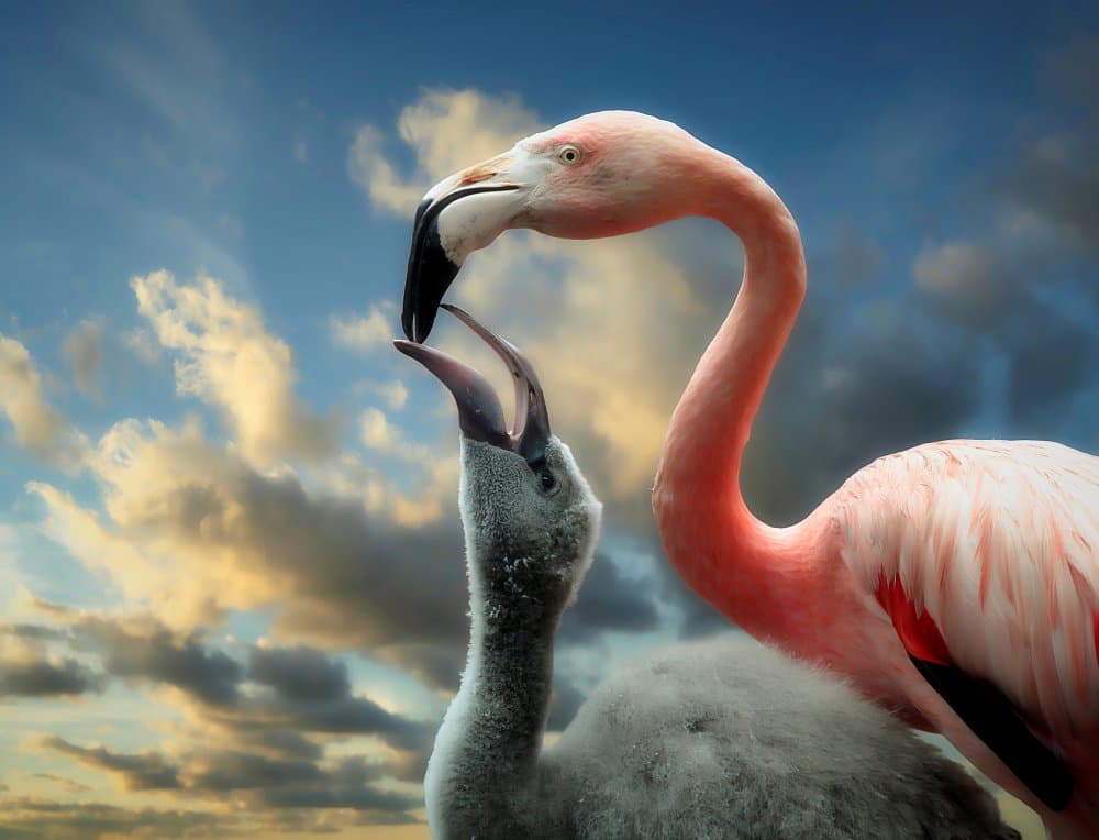 Pink Flamingo Nurtures Chick by Antje Wenner-Braun — canvas wall art