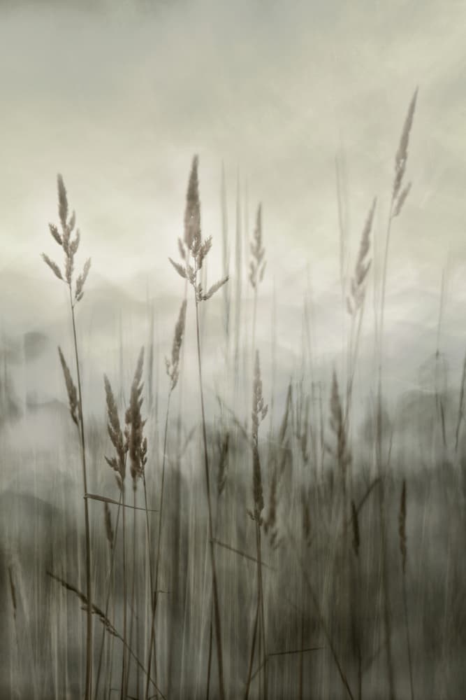 Ethereal Tall Grass by Christina Sillen — canvas wall art