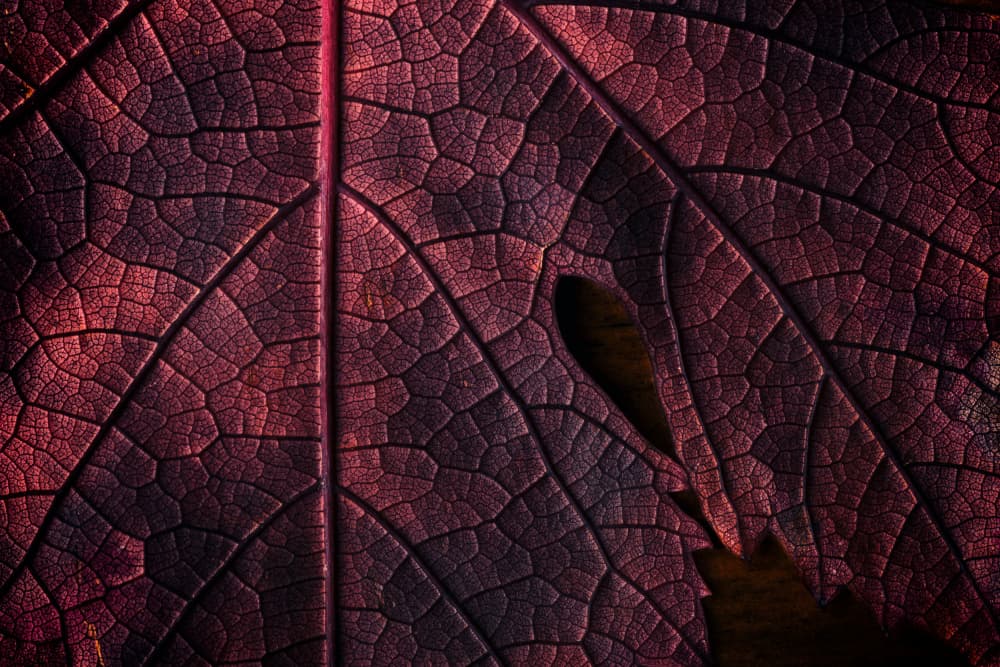 Deep Red Leaf Texture by Saleh Swid — canvas wall art