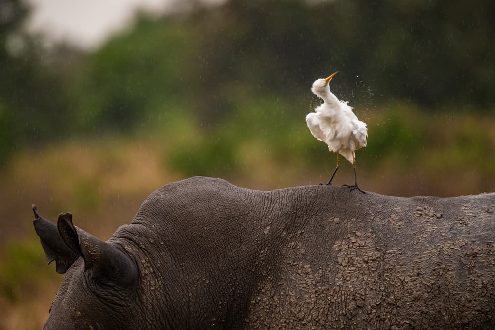 Shaking Egret On Rhino by Mohammed Alnaser — canvas wall art
