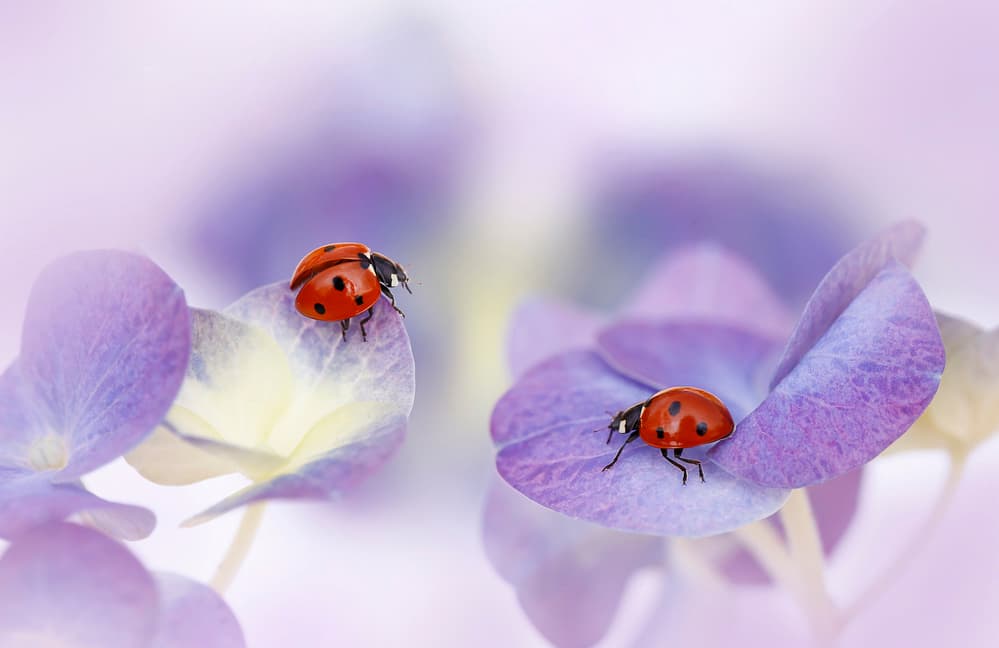 Delicate Ladybugs on Purple by Ellen van Deelen — canvas wall art