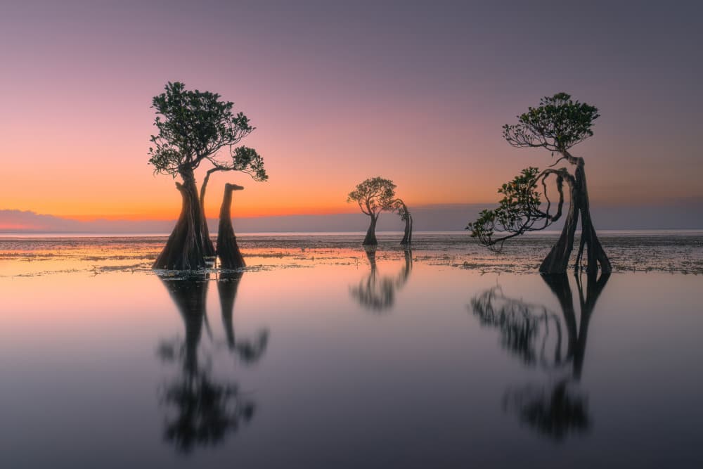 Serene Mangrove Reflections by Leah Xu — canvas wall art