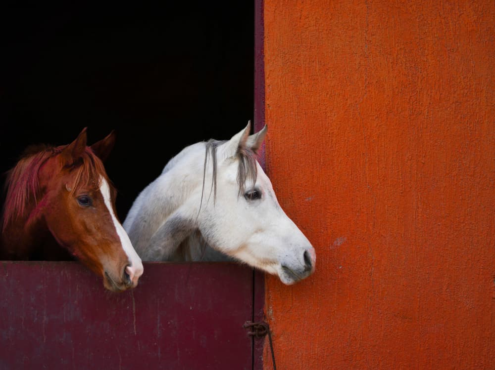 Two Horses Peeking by hussain alqattan — canvas wall art