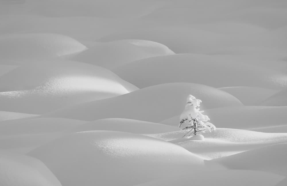 Solitary Winter Tree by Dennis Zhang — canvas wall art