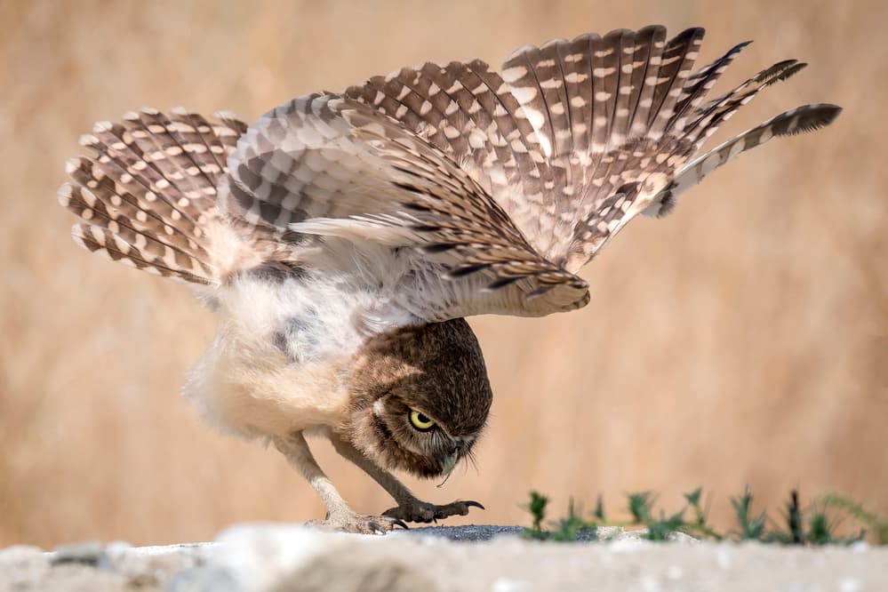 Intense Burrowing Owl by David H Yang — canvas wall art
