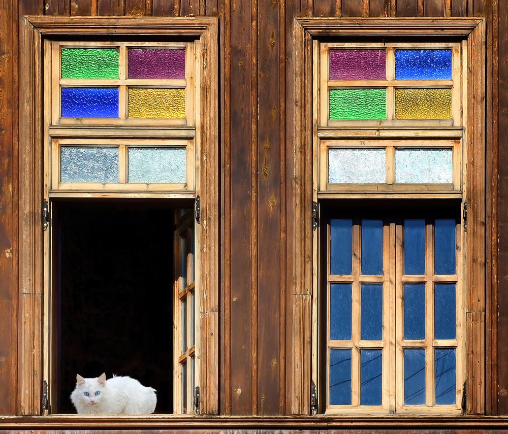 White Cat Window by Eden Antho — canvas wall art