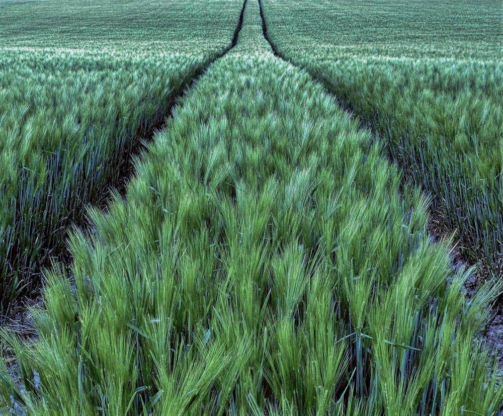 Green Field Path by Michel Arnould — canvas wall art