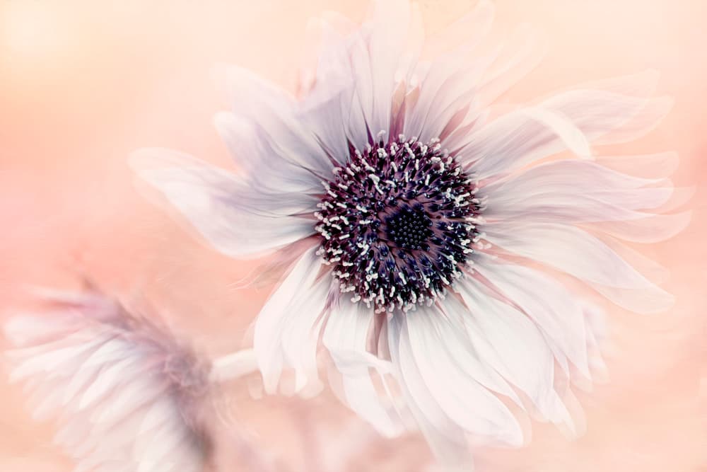 Dreamy Pastel Flower by Jacky Parker — canvas wall art