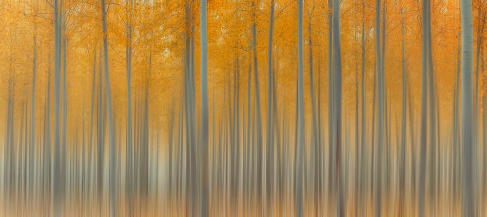 Abstract Fall Forest by Lydia Jacobs — canvas wall art