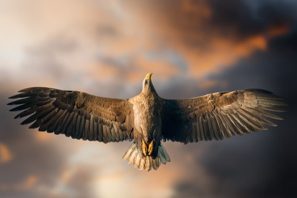 Eagle Soaring Dramatic Sky by Alberto Ghizzi Panizza — canvas wall art