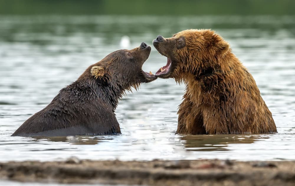 Brown Bears Roar by Giuseppe DAmico — canvas wall art