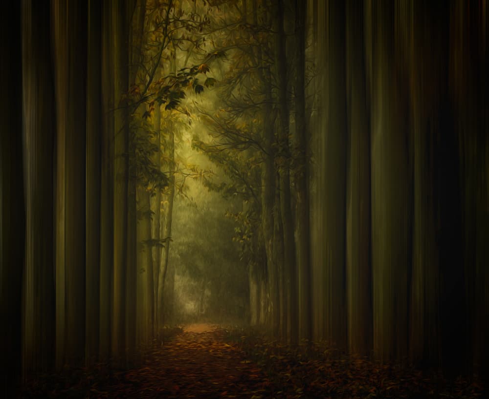 Enchanted Forest Path by Hilda van der Lee — canvas wall art