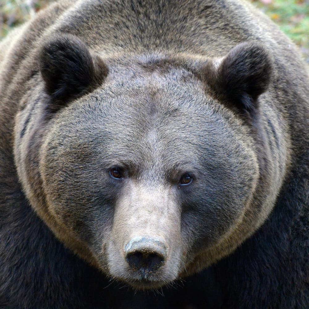Powerful Brown Bear by Drago Vogrinec — canvas wall art