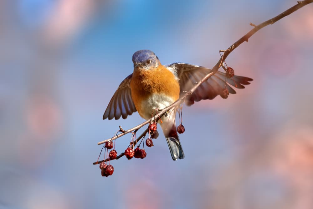 Bluebird On Berry Branch by Jacob (Jian) Xu — canvas wall art