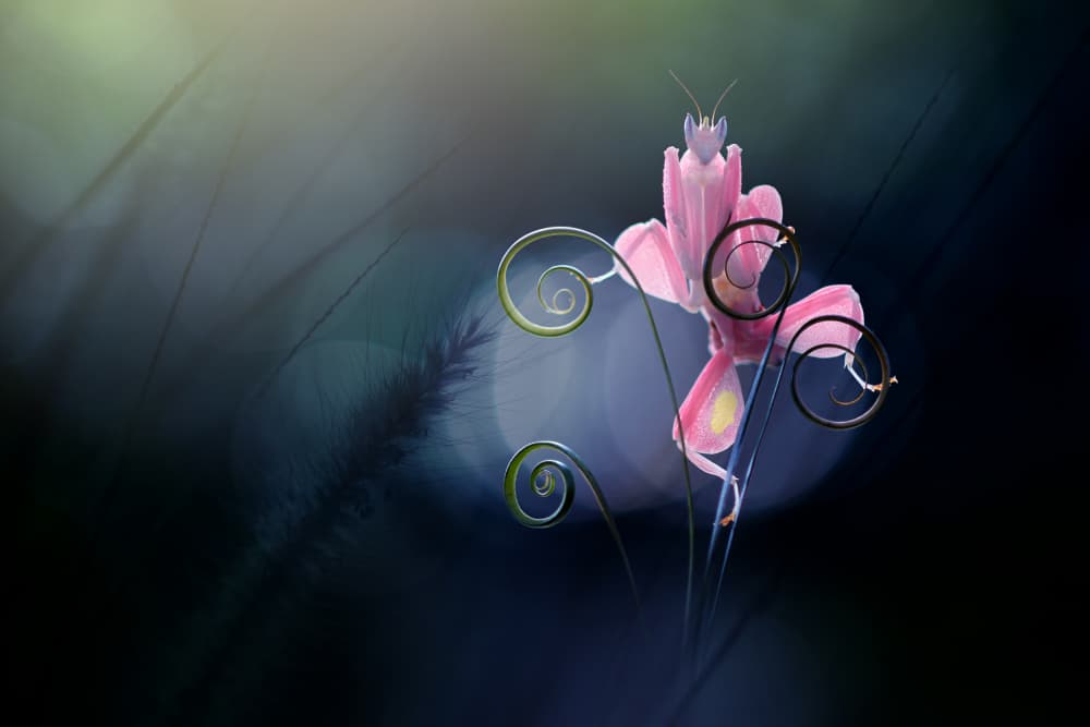 Pink Orchid Mantis Dream by Andri Priyadi — canvas wall art
