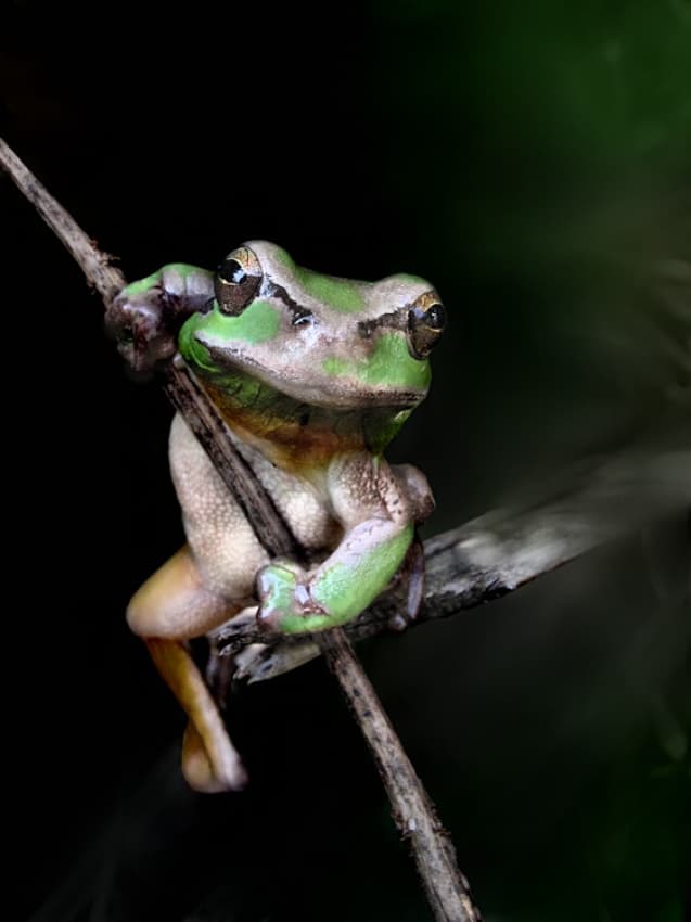Watchful Green Frog by Jimmy Hoffman — canvas wall art