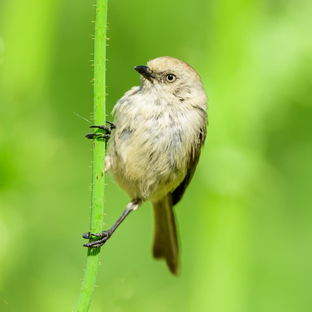 Little Bird on Green by Moses Wang — canvas wall art