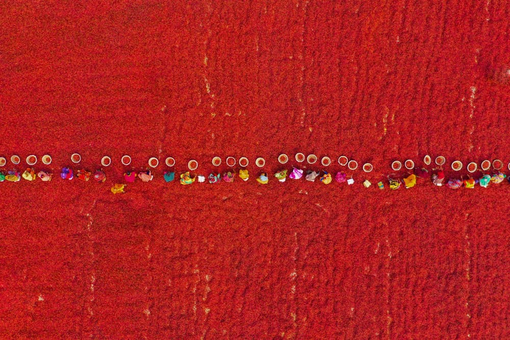 Red Pepper Harvest by Azim Khan Ronnie — canvas wall art