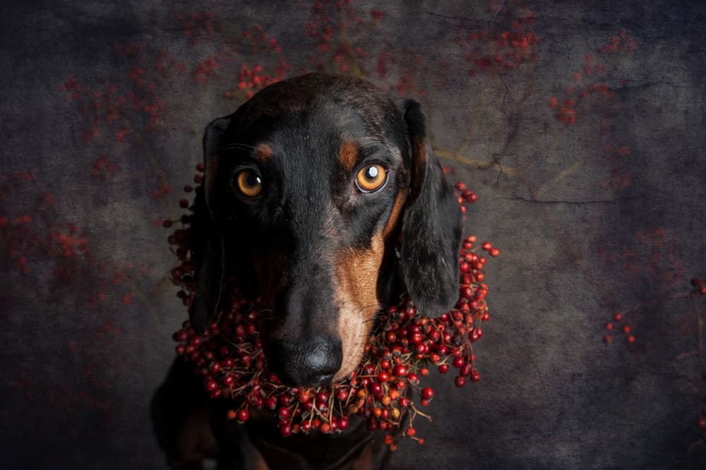 Dachshund Autumn Portrait by Heike Willers — canvas wall art