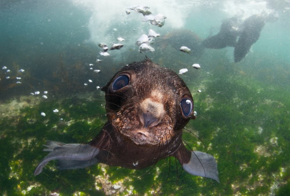 Curious Baby Seal by Andrey Narchuk — canvas wall art