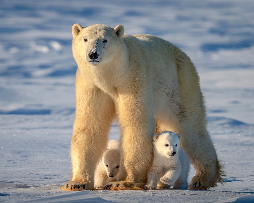 Arctic Mother And Cubs by Hung Tsui — canvas wall art