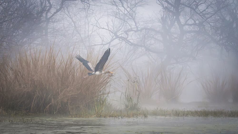 Bird In Morning Mist by Shobhit Chawla — canvas wall art