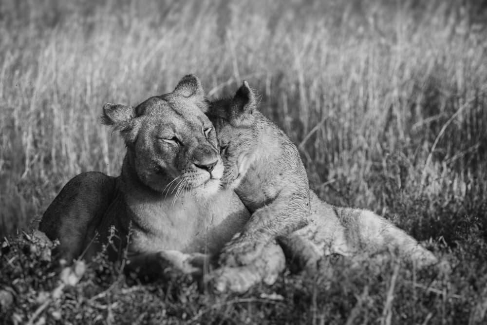 Lioness Cub Embrace by Jaco Marx — canvas wall art