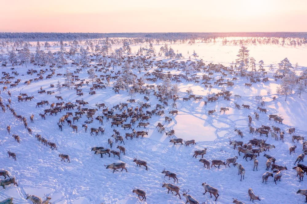 Winter Reindeer Herd by Patrik Minar — canvas wall art