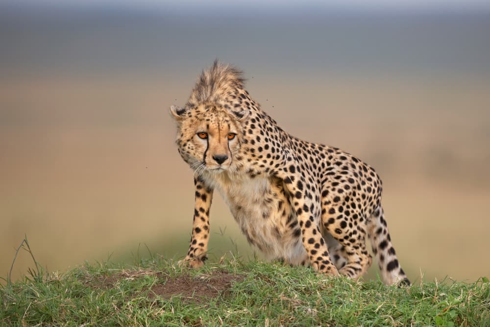 Alert African Cheetah by Marco Pozzi — canvas wall art