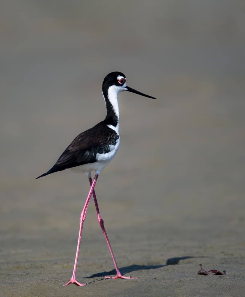 Pink-Legged Stilt Stroll by Yunqiang Li — canvas wall art