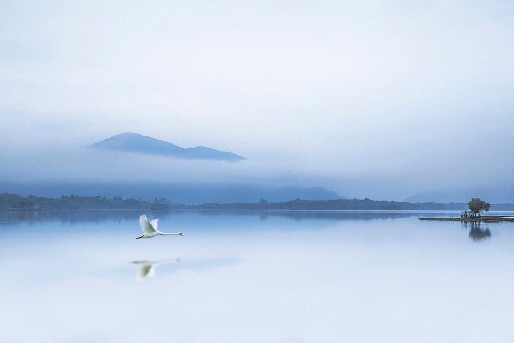 Misty Blue Swan by Kieran O Mahony AIPF — canvas wall art