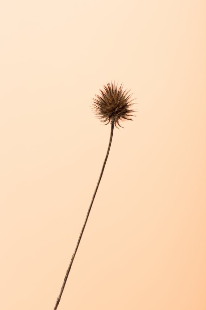 Minimal Dried Thistle by Pictufy Studio III — canvas wall art