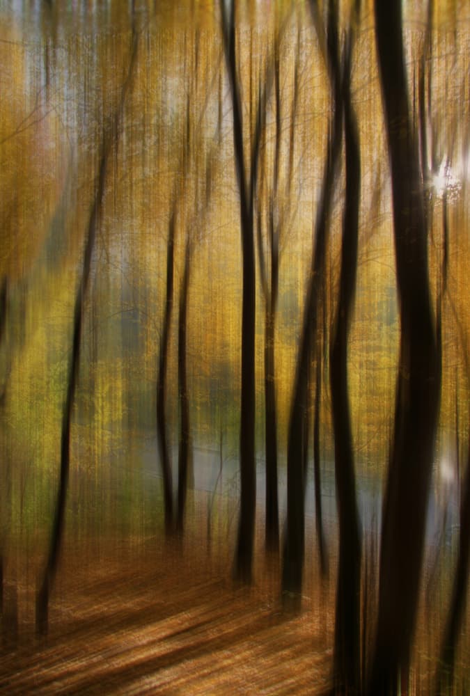 Golden Forest Path by Alexander Kiyashko — canvas wall art