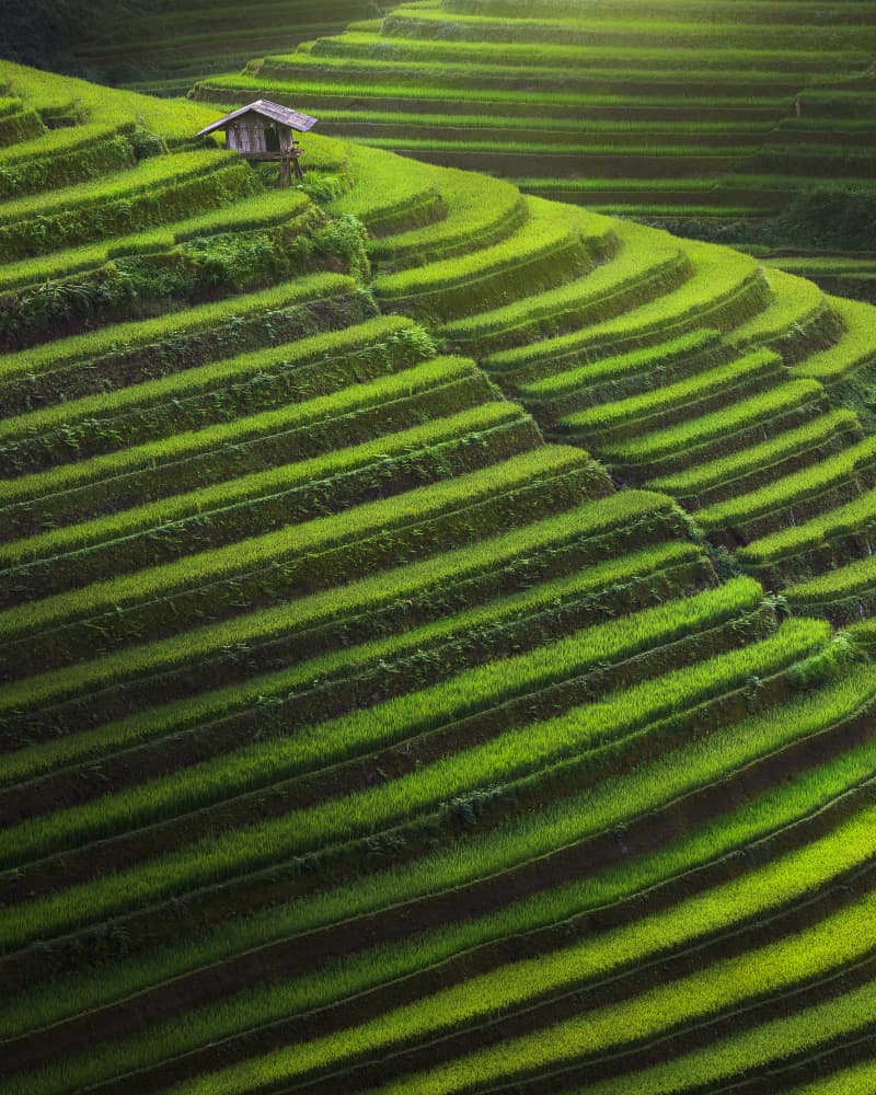Serene Green Terraces by Mahendra Bakle — canvas wall art
