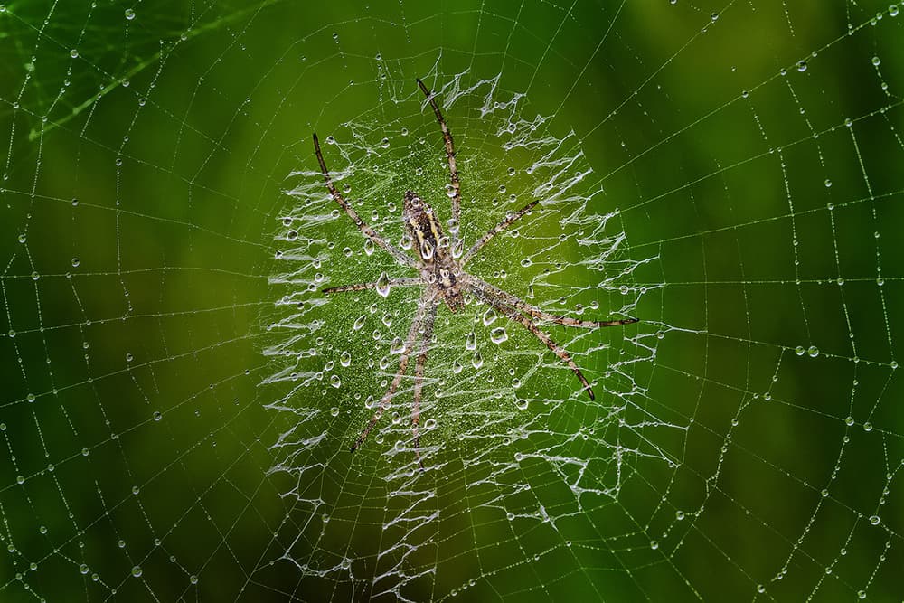 Spider On Dewy Web by Roberto Marini — canvas wall art