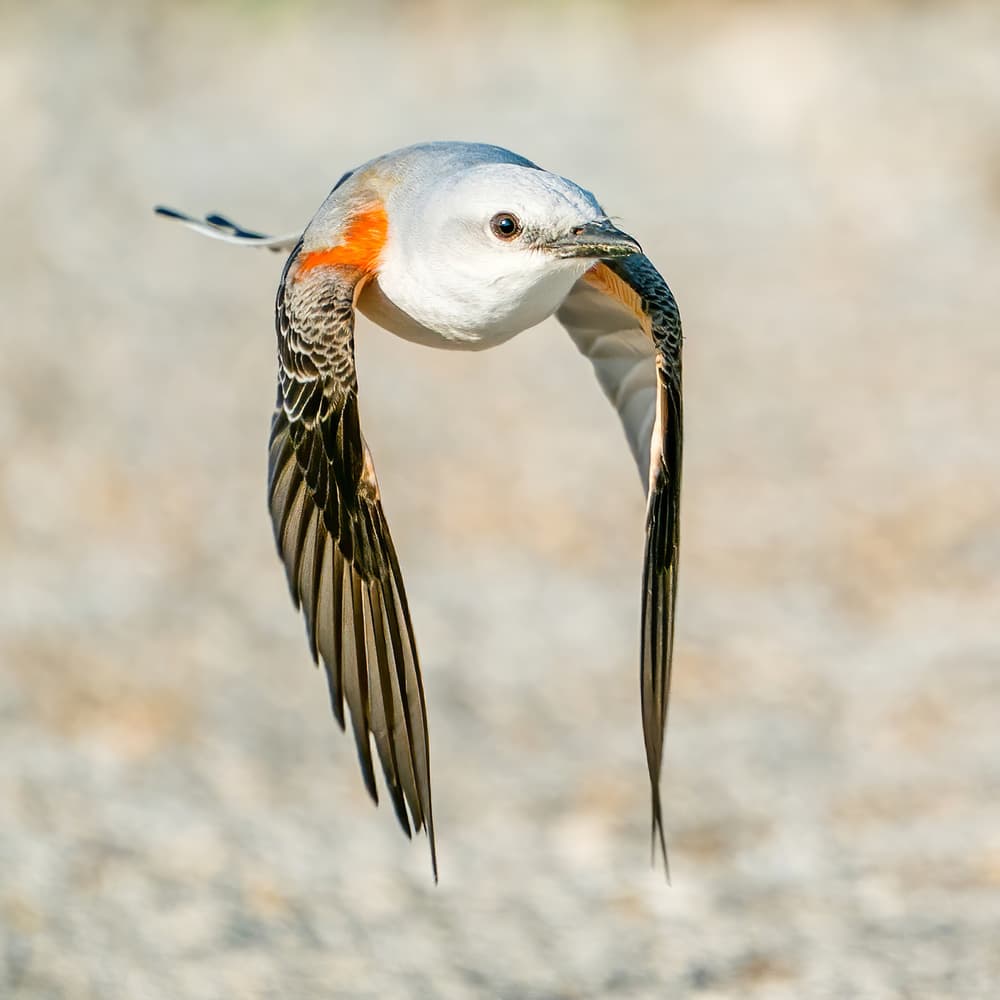 Graceful Bird in Flight by Alex Li — canvas wall art