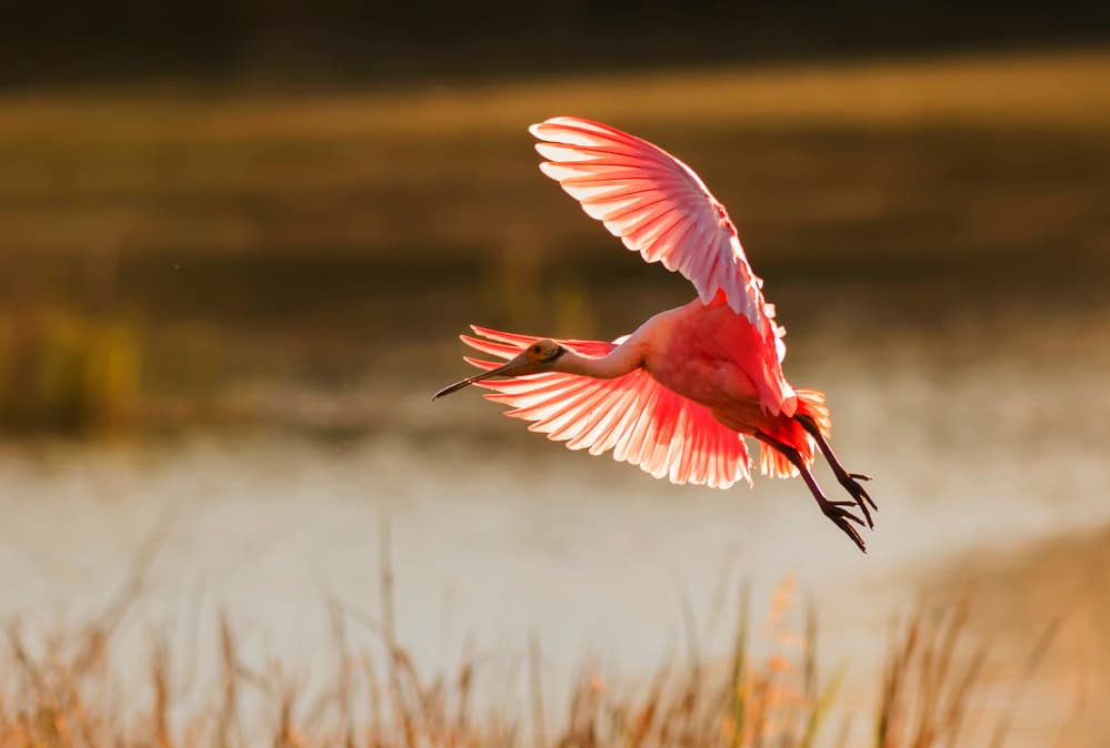 Vibrant Pink Flight by Aijing H. — canvas wall art